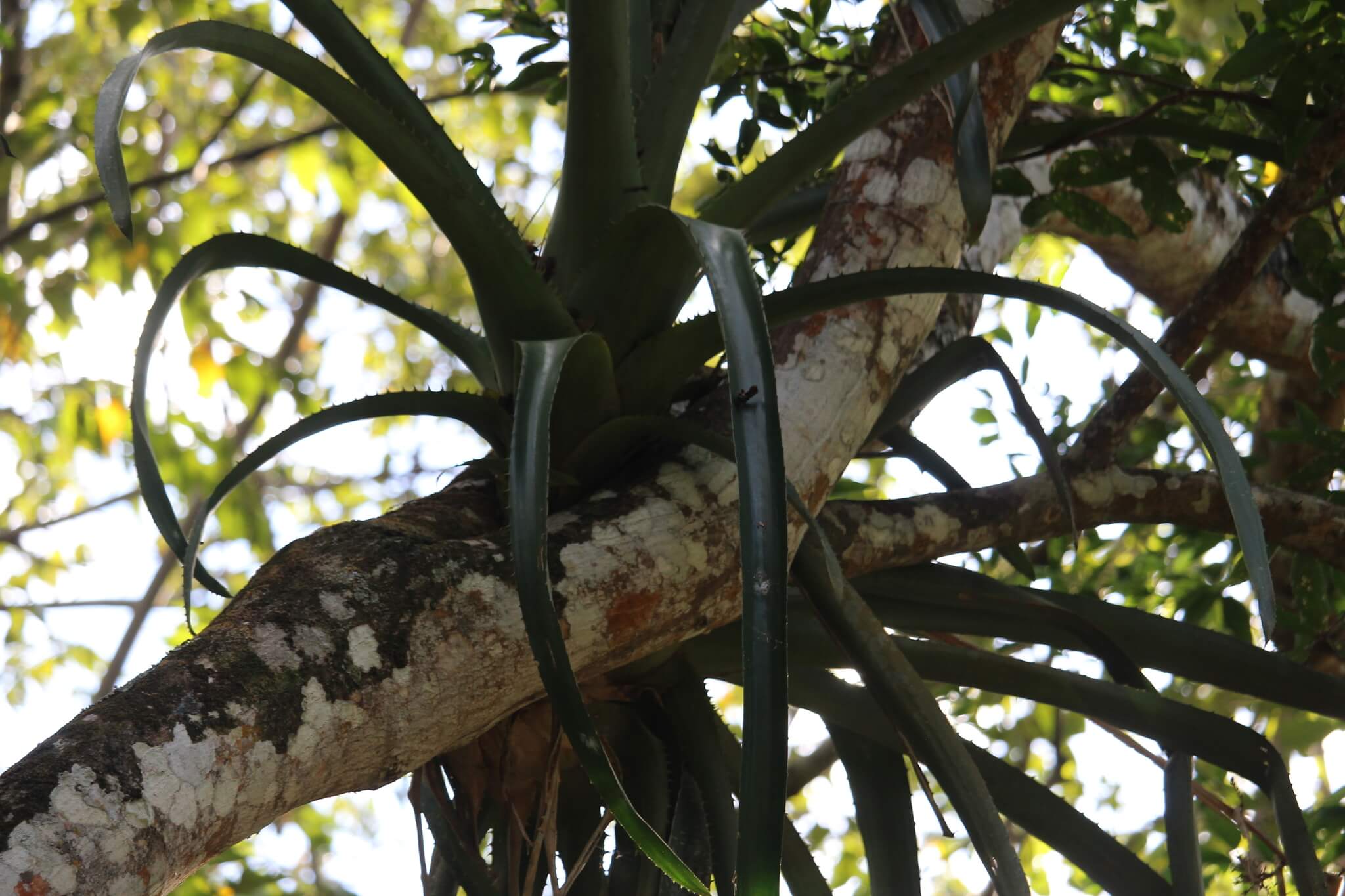 Aechmea bracteata